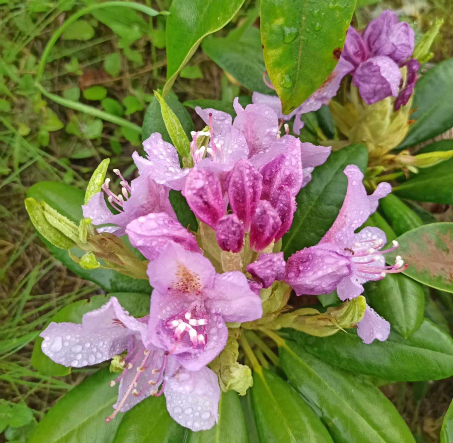 přírodní hnojivo - žížalí čaj - rododendron